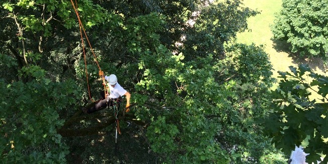 Parco Bonaldi, un intervento di tree climbing (foto ©  Marco Garbini)